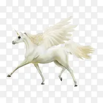 白色带翅膀小马-空若网 白色带翅膀小马-空若网