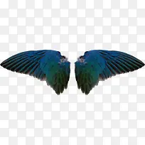 恶魔翅膀-空若网 恶魔翅膀-空若网