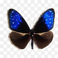 异型紫斑蝶-空若网 异型紫斑蝶-空若网