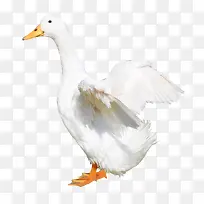 ������Ѽ��-������