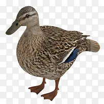 ����ҰѼ���ز�-������