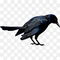 ��ɫ�����ѻ-������