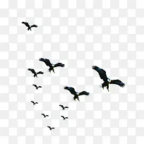 ΨÃÀһȺ·ÉÄñ-¿ÕÈôÍø ΨÃÀһȺ·ÉÄñ-¿ÕÈôÍø