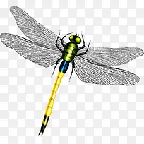 唯美蜻蜓翅膀-空若网 唯美蜻蜓翅膀-空若网