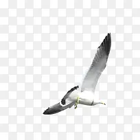 唯美精美飞鸟翅膀飞翔-空若网 唯美精美飞鸟翅膀飞翔-空若网