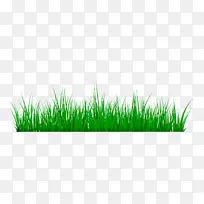 草甸香根草-空若网 草甸香根草-空若网