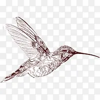 线条蜂鸟-空若网 线条蜂鸟-空若网