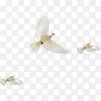 高清摄影和平鸽海报-空若网 高清摄影和平鸽海报-空若网