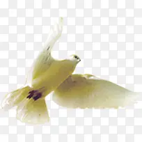 高清摄影活动海报和平鸽-空若网 高清摄影活动海报和平鸽-空若网