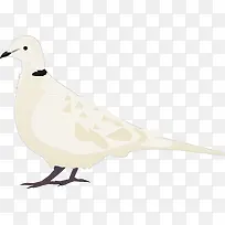 白色的鸽子-空若网 白色的鸽子-空若网
