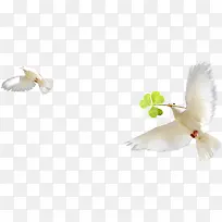 白色鸽子-空若网 白色鸽子-空若网