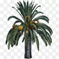 槟榔科剪贴画-棕榈树-空若网 槟榔科剪贴画-棕榈树-空若网