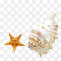 海螺安卓海滩智能手机-海螺海星高清剪辑-空若网 海螺安卓海滩智能手机-海螺海星高清剪辑-空若网