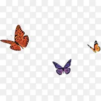 成群飞舞彩色蝴蝶-空若网 成群飞舞彩色蝴蝶-空若网