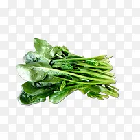 菠菜小菠菜叶子-空若网 菠菜小菠菜叶子-空若网
