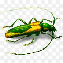 虫鸟手绘虫鸟-空若网 虫鸟手绘虫鸟-空若网