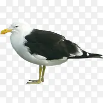 �ֻ涯��ͼƬ����廭-������