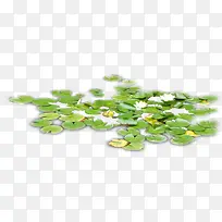 高清摄影实拍水中荷叶-空若网 高清摄影实拍水中荷叶-空若网