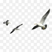 海鸥飞翔-空若网 海鸥飞翔-空若网