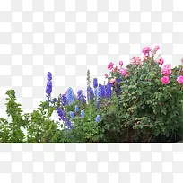 ��ɫ޹�²ݻ���-������