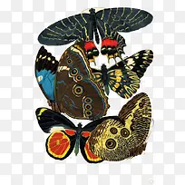 彩色蝴蝶翅膀-空若网 彩色蝴蝶翅膀-空若网