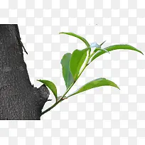 树枝新芽-空若网 树枝新芽-空若网