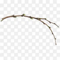 发芽的树枝-空若网 发芽的树枝-空若网