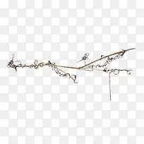 干花枝-空若网 干花枝-空若网