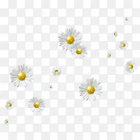 漂浮的白色花朵-空若网 漂浮的白色花朵-空若网