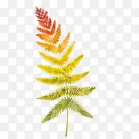 手绘植物叶子免抠下载-空若网 手绘植物叶子免抠下载-空若网