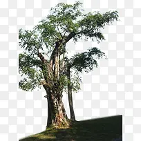 大树-空若网 大树-空若网