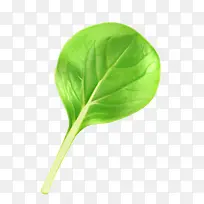 һƬ��Ҷ-������