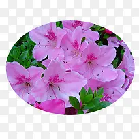 摄影合成春天的花卉喇叭花-空若网 摄影合成春天的花卉喇叭花-空若网