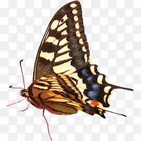 春天蝴蝶角度摄影-空若网 春天蝴蝶角度摄影-空若网