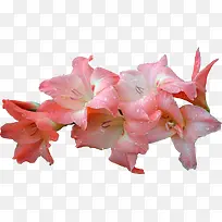 水珠橙色花朵-空若网 水珠橙色花朵-空若网