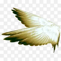 黑白色的羽毛-空若网 黑白色的羽毛-空若网