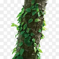 ÂÌÒ¶²øÈÆÊ÷Ö¦-¿ÕÈôÍø ÂÌÒ¶²øÈÆÊ÷Ö¦-¿ÕÈôÍø