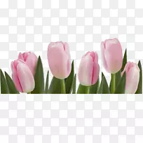 郁金香花-空若网 郁金香花-空若网