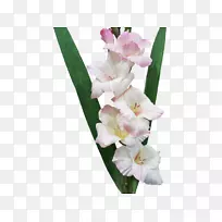 唐菖蒲切花虹膜科植物唐菖蒲-空若网 唐菖蒲切花虹膜科植物唐菖蒲-空若网