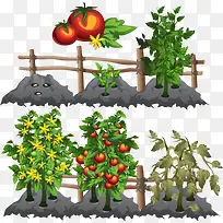 蔬菜种植-空若网 蔬菜种植-空若网