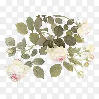 白色茶花-空若网 白色茶花-空若网