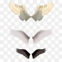 白色翅膀羽翼装饰图案-空若网 白色翅膀羽翼装饰图案-空若网