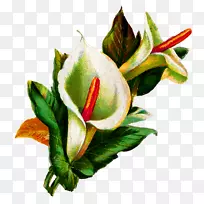 百合花百合植物插图-愈伤组织-空若网 百合花百合植物插图-愈伤组织-空若网
