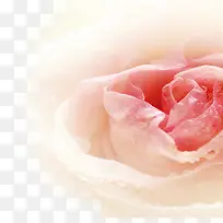 花朵-空若网 花朵-空若网