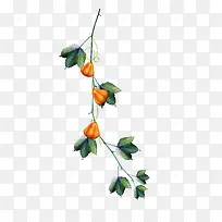 橙色南瓜-空若网 橙色南瓜-空若网