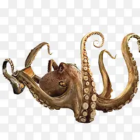 高清摄影八只脚的章鱼-空若网 高清摄影八只脚的章鱼-空若网