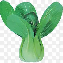 蔬菜蔬菜素材 娃娃菜-空若网 蔬菜蔬菜素材 娃娃菜-空若网