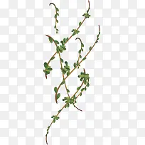 Ê÷Ö¦ÌÙÌõʸÁ¿ËزÄ-¿ÕÈôÍø Ê÷Ö¦ÌÙÌõʸÁ¿ËزÄ-¿ÕÈôÍø