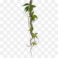 植物藤条-空若网 植物藤条-空若网