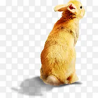 高清摄影山间野兔子-空若网 高清摄影山间野兔子-空若网